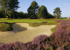 Purple heather framing a heathland fairway