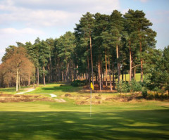 Scots pine and silver birch on a heathland course