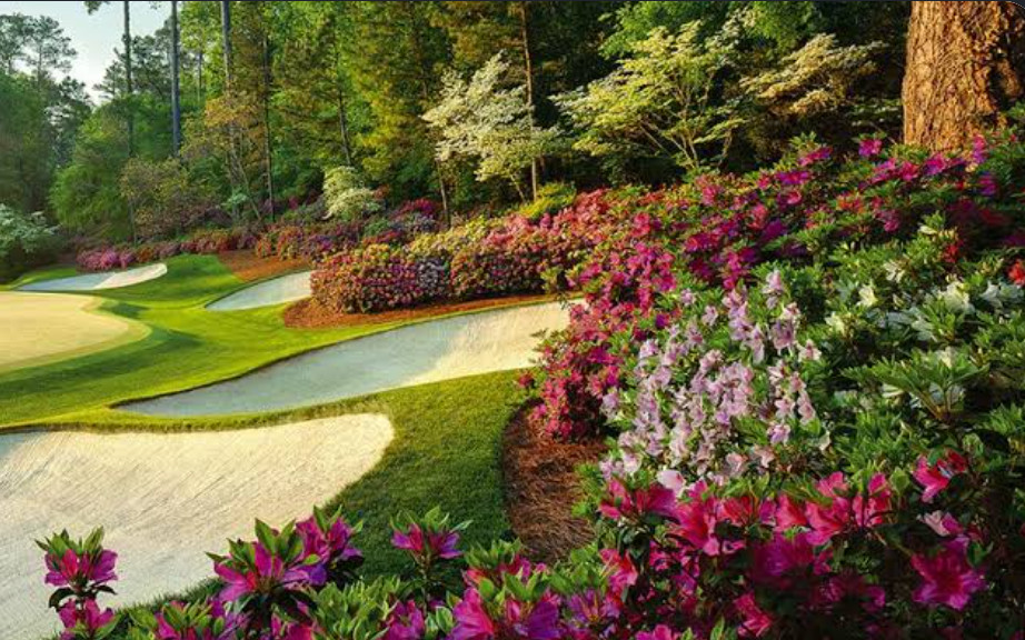 Azaleas and pines at Augusta National