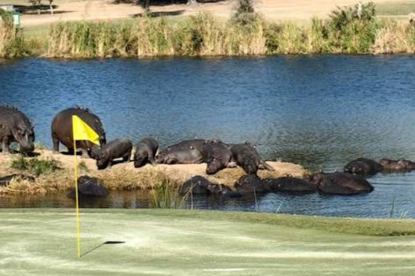 Hippos and antelope beside a fairway at Skukuza golf course