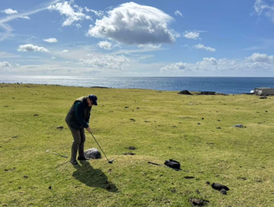 Cattle grazing the golf course on Tristan da Cunha below the volcano